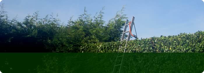 Hedge Trimming Services