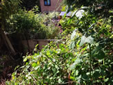Exeter Fencing in Gardens in and around the Exeter area